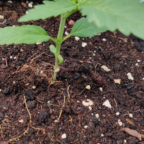 White Banana Auto  growlog timeline photo