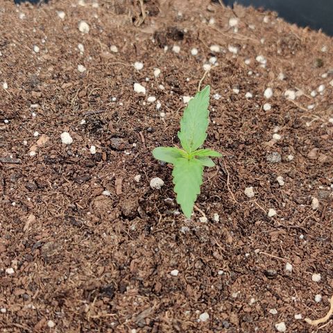 Runtz Auto growlog timeline photo