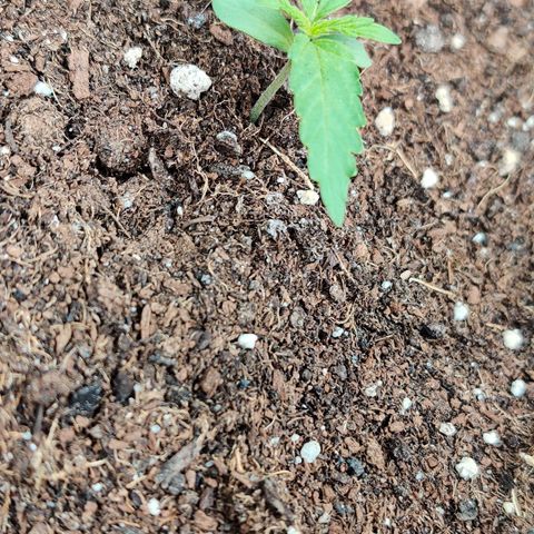 Runtz Auto growlog timeline photo