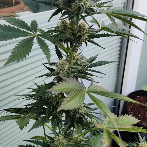 Fat Monkey Auto growlog timeline photo