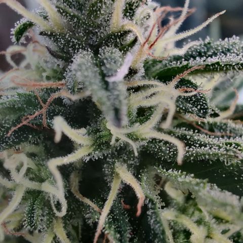 Fat Monkey Auto growlog timeline photo
