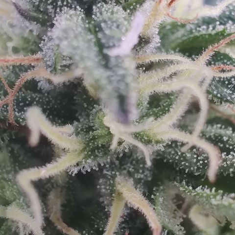 Fat Monkey Auto growlog timeline photo