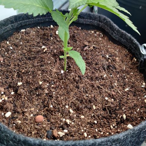 White Banana Auto  growlog timeline photo
