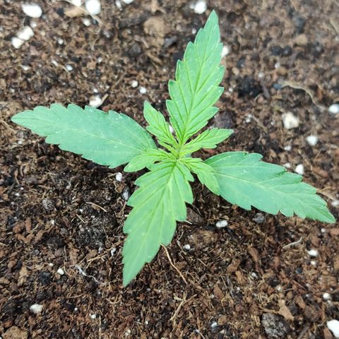 Runtz Auto growlog timeline photo