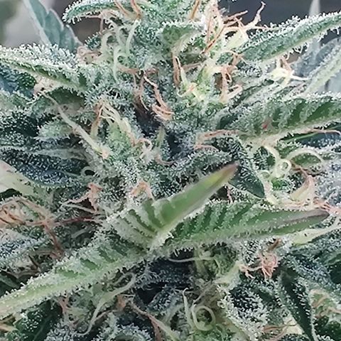 Fat Monkey Auto growlog timeline photo