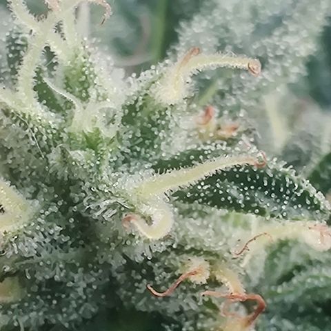 Fat Monkey Auto growlog timeline photo