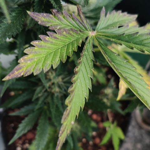 Fat Monkey Auto growlog timeline photo