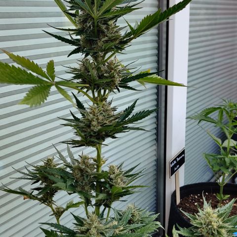 Fat Monkey Auto growlog timeline photo