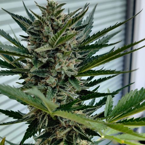 Fat Monkey Auto growlog timeline photo
