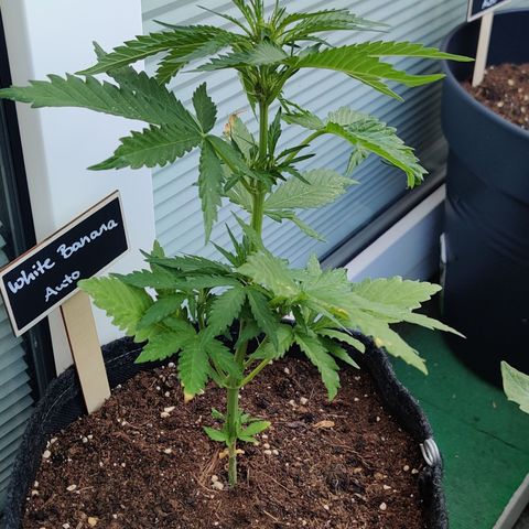 White Banana Auto  growlog timeline photo