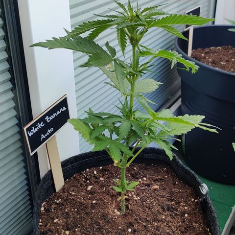 White Banana Auto  growlog timeline photo