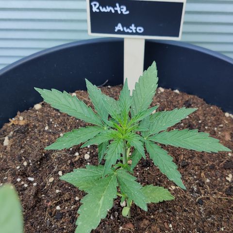 Runtz Auto growlog timeline photo