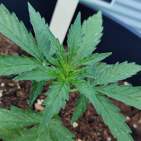 Runtz Auto growlog timeline photo
