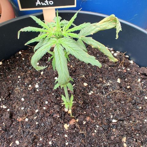 Runtz Auto growlog photo: Zu nass zu trocken?? Oder falscher Topf und zu warm 