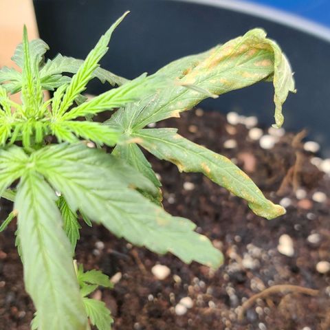 Runtz Auto growlog photo: Zu nass zu trocken?? Oder falscher Topf und zu warm 