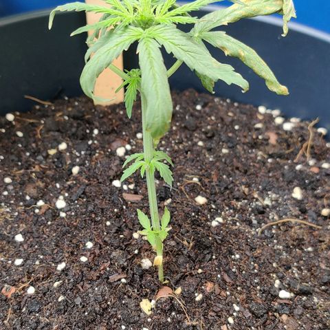 Runtz Auto growlog photo: Zu nass zu trocken?? Oder falscher Topf und zu warm 