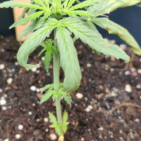 Runtz Auto growlog photo: Zu nass zu trocken?? Oder falscher Topf und zu warm 