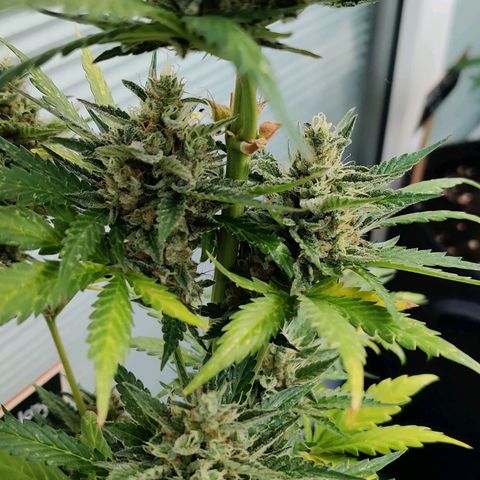 Fat Monkey Auto growlog timeline photo