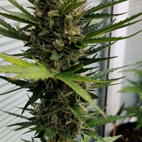 Fat Monkey Auto growlog timeline photo