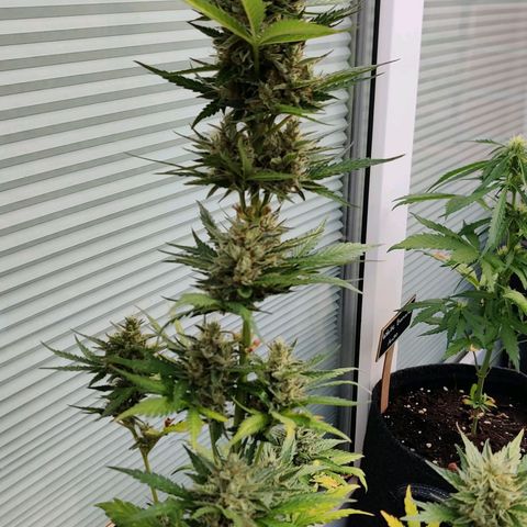 Fat Monkey Auto growlog timeline photo