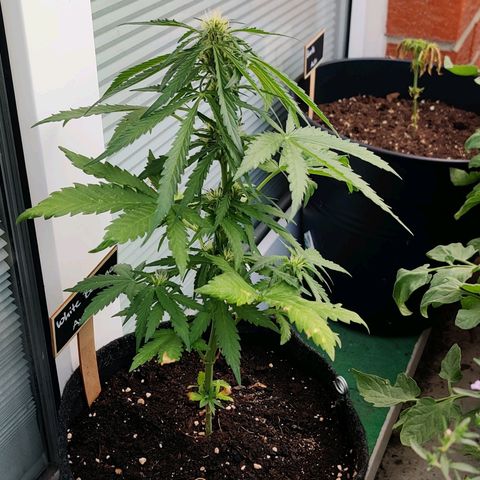White Banana Auto  growlog timeline photo
