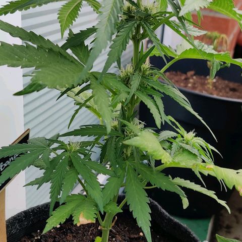White Banana Auto  growlog timeline photo