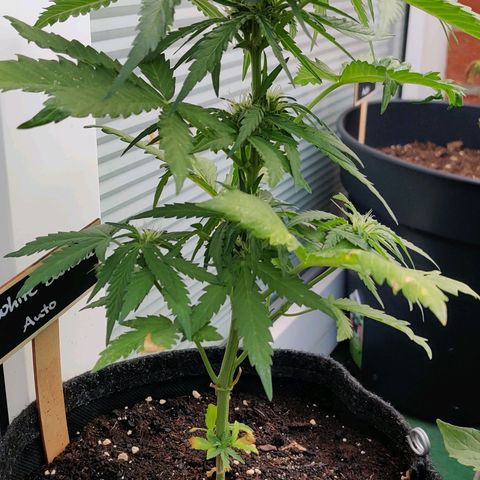 White Banana Auto  growlog timeline photo