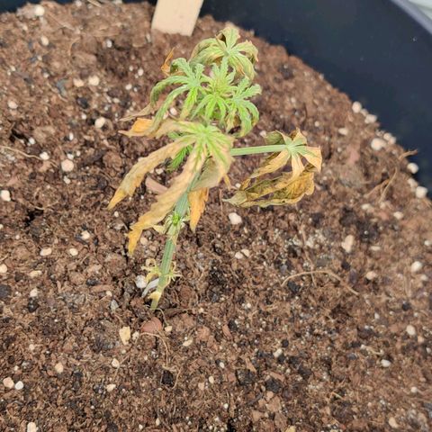 Runtz Auto growlog timeline photo