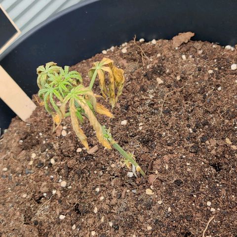 Runtz Auto growlog timeline photo