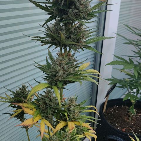 Fat Monkey Auto growlog timeline photo