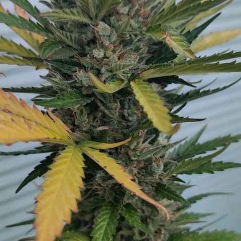 Fat Monkey Auto growlog timeline photo
