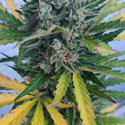 Fat Monkey Auto growlog timeline photo