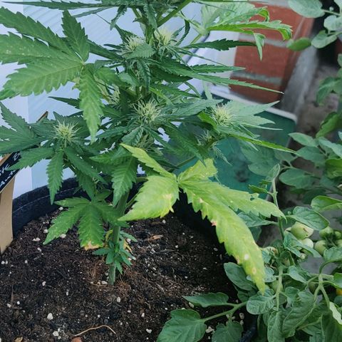 White Banana Auto  growlog timeline photo