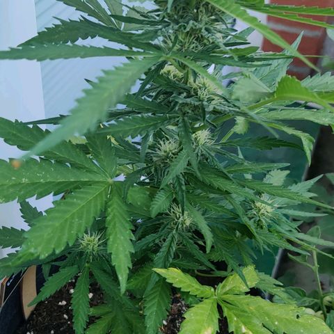 White Banana Auto  growlog timeline photo