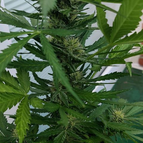 White Banana Auto  growlog timeline photo