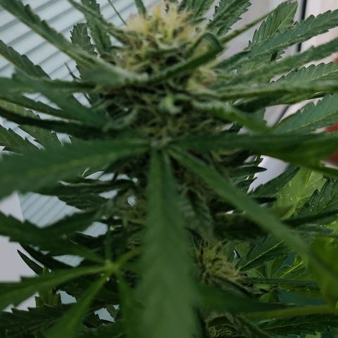 White Banana Auto  growlog timeline photo