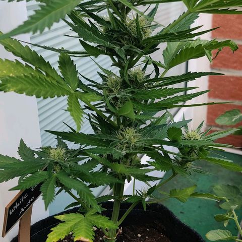 White Banana Auto  growlog timeline photo