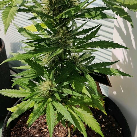 White Banana Auto  growlog timeline photo