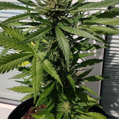 White Banana Auto  growlog timeline photo