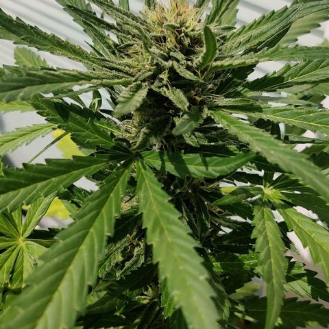 White Banana Auto  growlog timeline photo