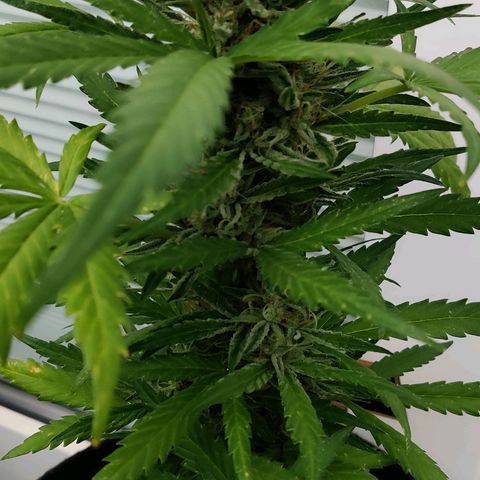 White Banana Auto  growlog timeline photo