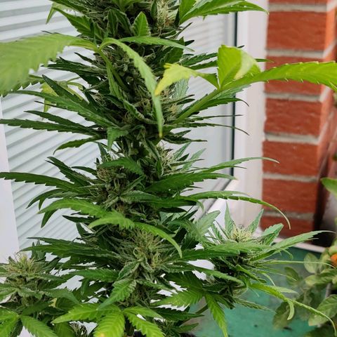 White Banana Auto  growlog timeline photo