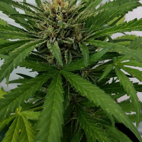 White Banana Auto  growlog timeline photo