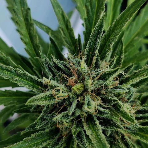 White Banana Auto  growlog timeline photo