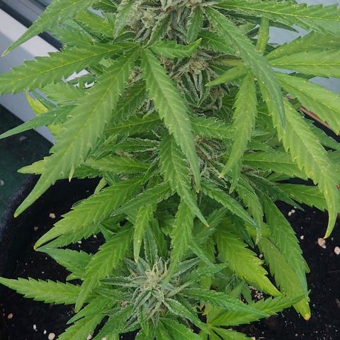 White Banana Auto  growlog timeline photo