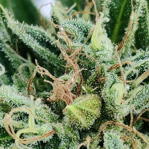 White Banana Auto  growlog timeline photo