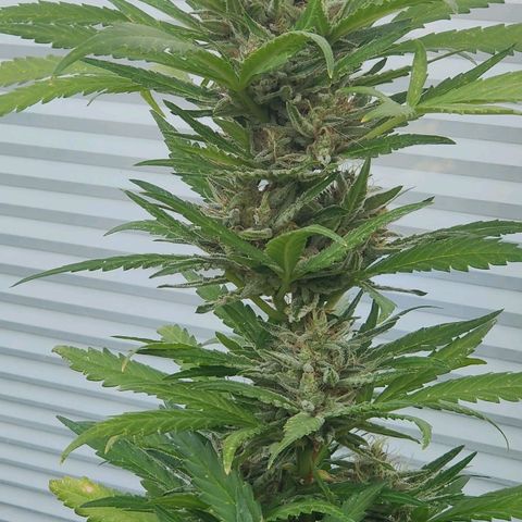White Banana Auto  growlog timeline photo