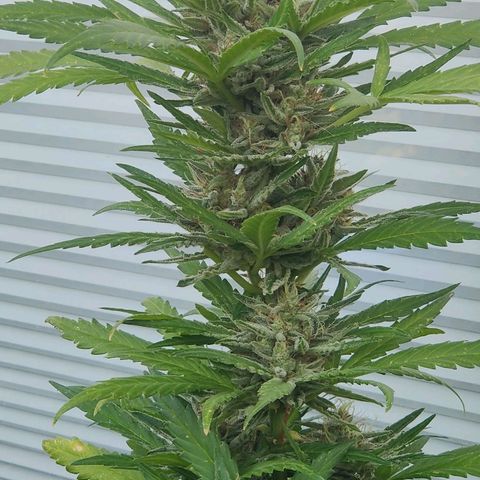 White Banana Auto  growlog timeline photo