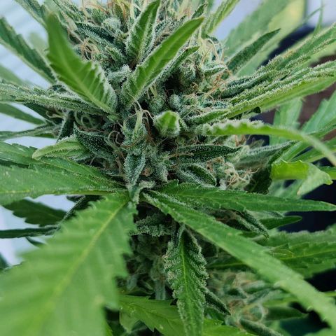 White Banana Auto  growlog timeline photo