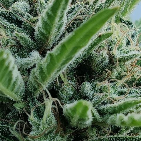 White Banana Auto  growlog timeline photo